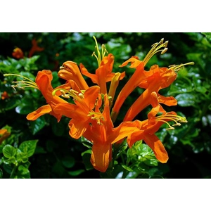 Cape Honeysuckle - Orange