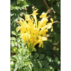 Cape Honeysuckle - Yellow