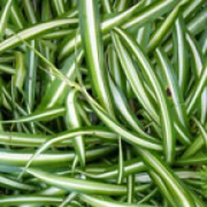 Spider Plant