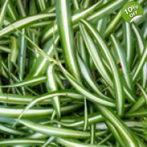 Spider Plant