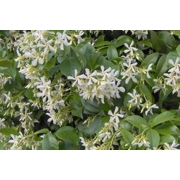Star Jasmine