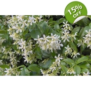 Star Jasmine