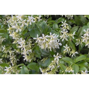 Star Jasmine