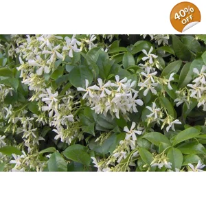 Star Jasmine