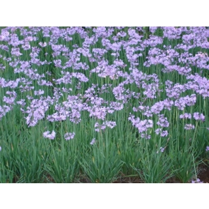 Wild Garlic