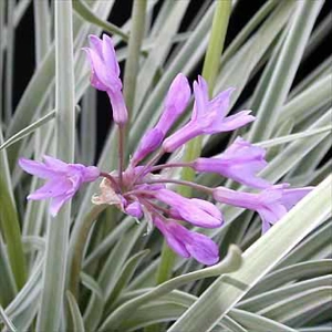 Wild Garlic - Variegated