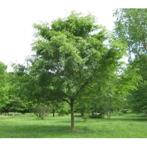 Chinese Elm