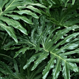 Philodendron selloum