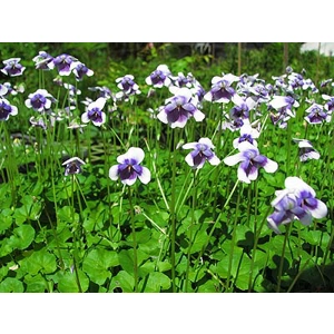 Native Violet