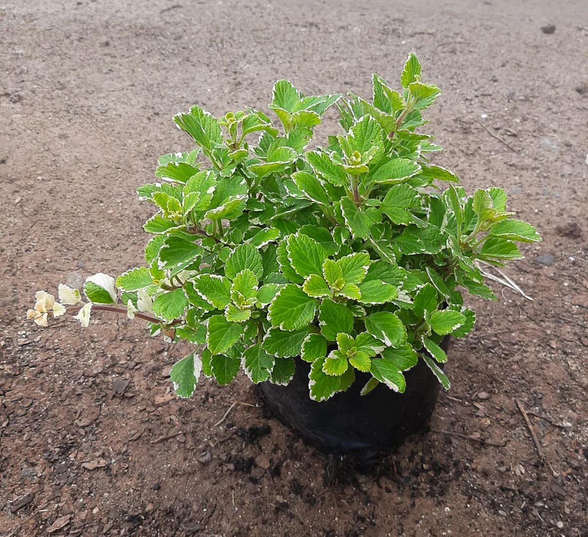 Plectranthus for sale Pretoria