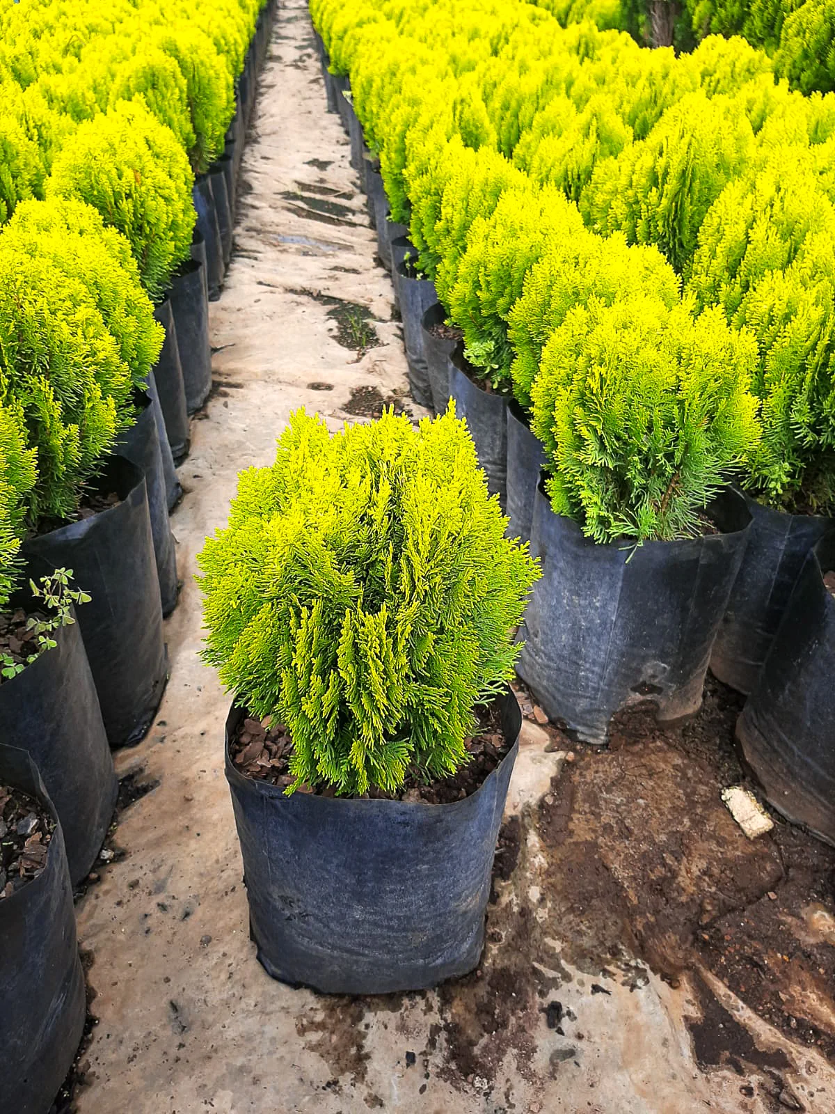 Platycladus orientalis ‘Compacta’ for sale Pretoria