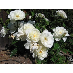 Rose - Iceberg White
