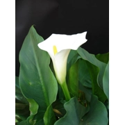 White Arum Lily