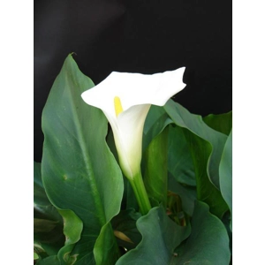 White Arum Lily