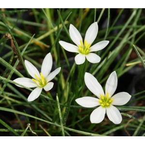 White Rain Lily