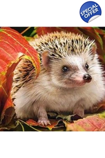 Hedgehog