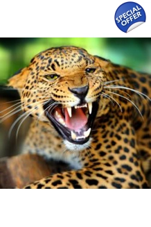 Snarling Leopard