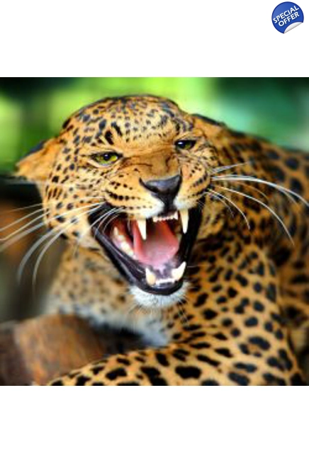 Snarling Leopard