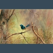 Blue wren- { A4 matted print }