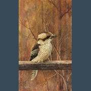 Feeding time -Kookaburra
