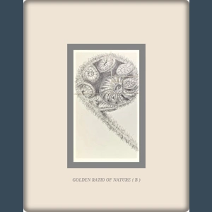 Golden Ratio of nature - 3 piece set- Unframed - Joanne Harris