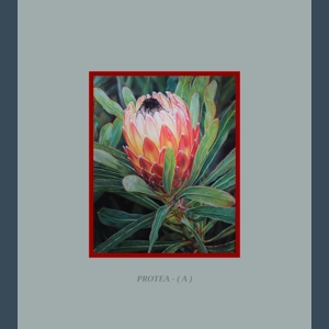 Protea - ( A ) - FRAMED - Klaudio Dadich