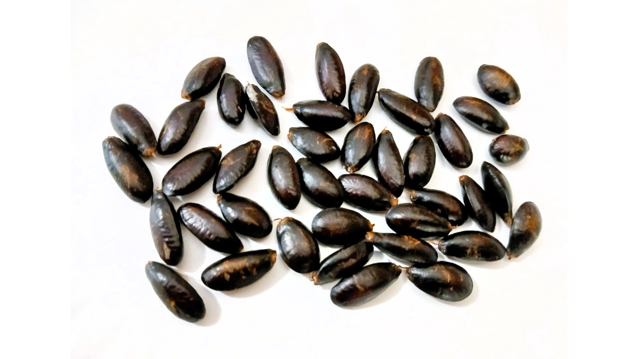 CORAZÓN Seeds