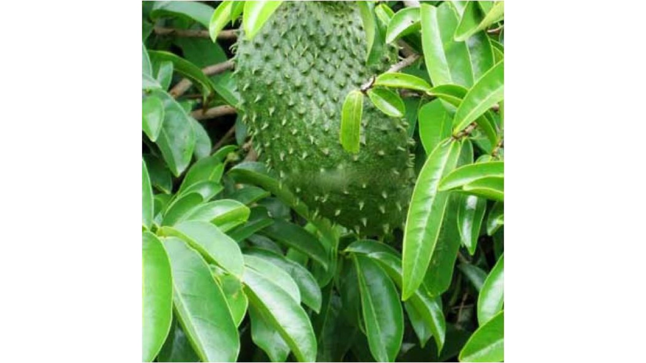 Guanabana Soursop/Graviola L..