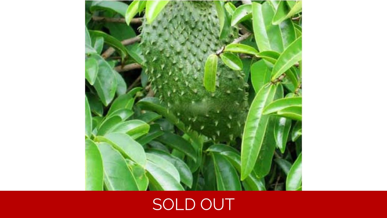 Guanabana Soursop/Gravi..