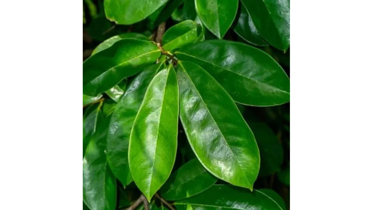 50 Hojas de Guanábana