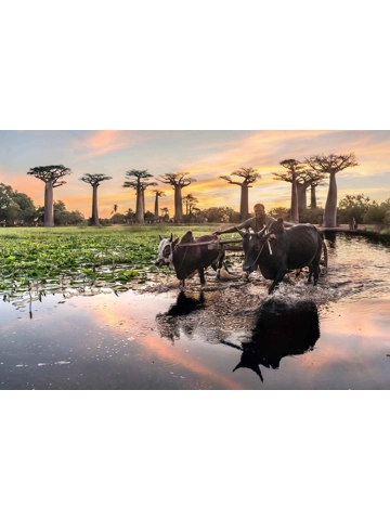 Avenue of the Baobabs