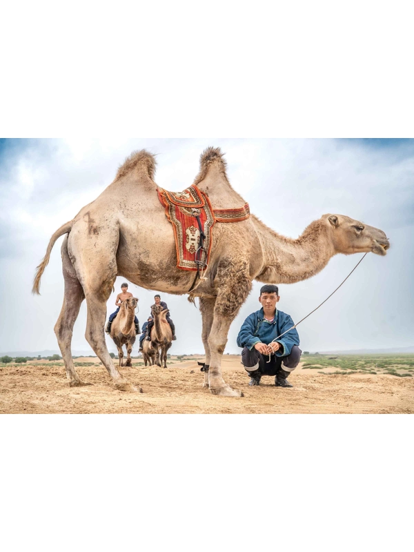Camel Herders