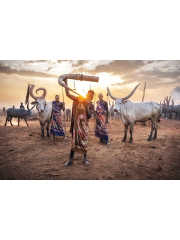 The Evening Cattle Call