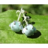 Larimar Studs
