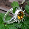 Golden Topaz Sunshine R..
