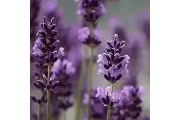 Lavender Essential Oil