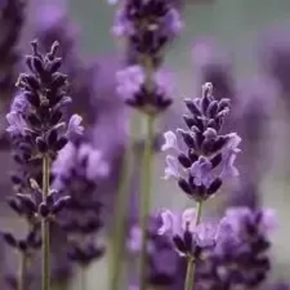 Lavender Essential Oil
