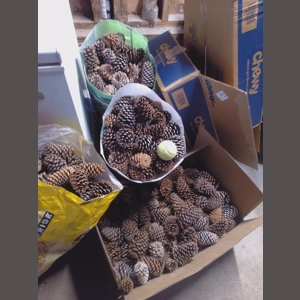 Big Box of Pinecones