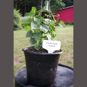 Medium Cascade Hops Vin..