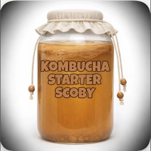 SCOBY for Brewing Kombu..