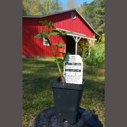 BUDGET SIZE Cascade Hops Vine / Plant