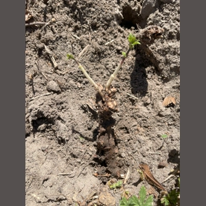 Cascade Hops Rhizome