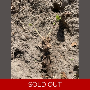 Cascade Hops Rhizome