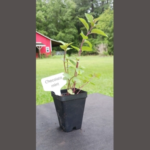 Chocolate Mint Plant