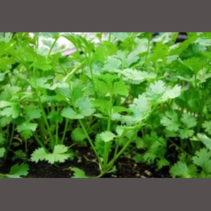 100+ High-Germination Slo-Bolt Cilantro Seeds