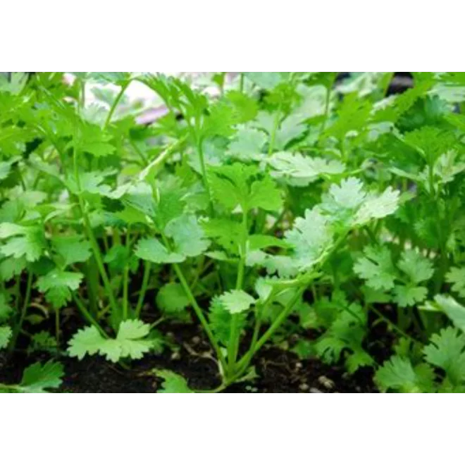 Additional Image for "SloBolt" Cilantro Seeds