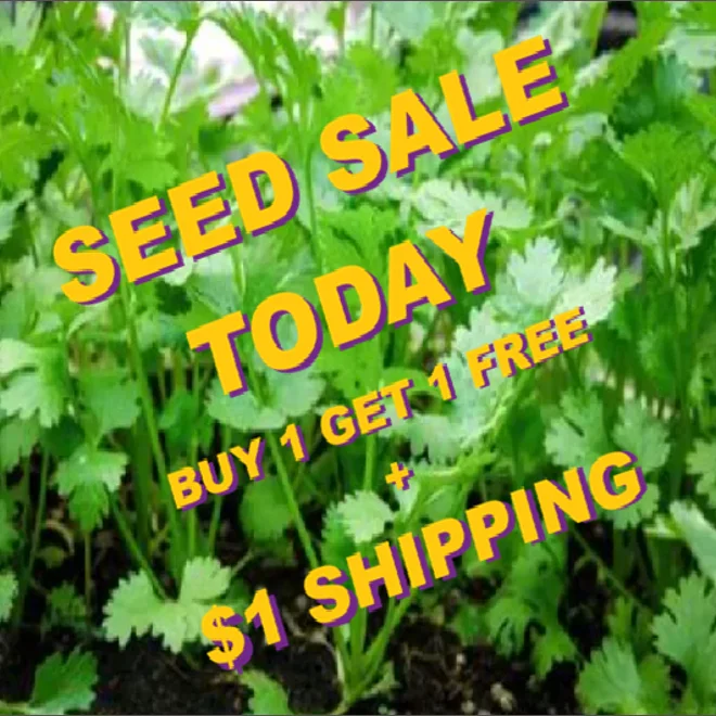 product Image for "SloBolt" Cilantro Seeds