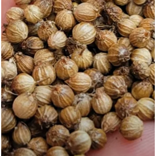 Additional Image for "SloBolt" Cilantro Seeds