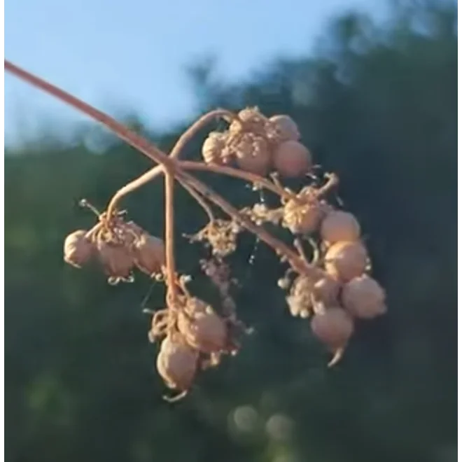 Additional Image for "SloBolt" Cilantro Seeds