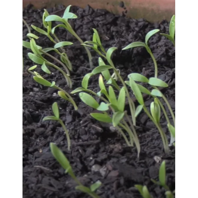 Additional Image for "SloBolt" Cilantro Seeds
